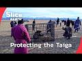 The Red Taïga Mission Preserving Mongolia S Wild Heart SLICE EARTH FULL DOC The Red Taïga Mission Preserving Mongolia S Wild Heart SLICE EARTH FULL DOC