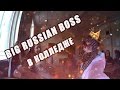 Проник В Чужой Колледж. Big Russian Boss