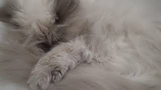 Perserkatze Pamuk schläft und schnarcht snoring sleeping Persian cat