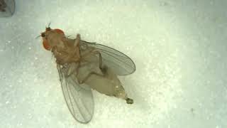 Searching for Virgin Female Flies Part 2