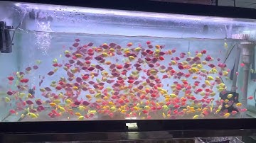 Cá cánh buồm ngũ sắc