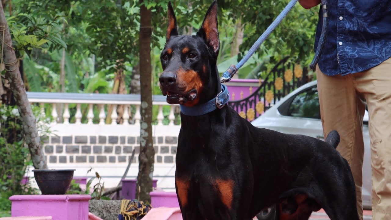 Doberman Dog Breed From Kerala India  - YouTube