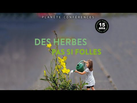 Vidéo: Distinguer Joe Pye des mauvaises herbes - Différences entre les plantes Eupatorium