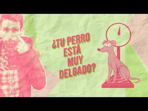 Video: Cansado de derramamiento excesivo? Intente agregar este ingrediente a la dieta de su perro