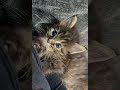 Cuddle Monster #mainecoons #kitten #cat #kitty #cute #love