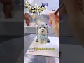 Pet cake Make a birthday cake for Shenzhen Schnauzer. Do you think chasing a girl to give