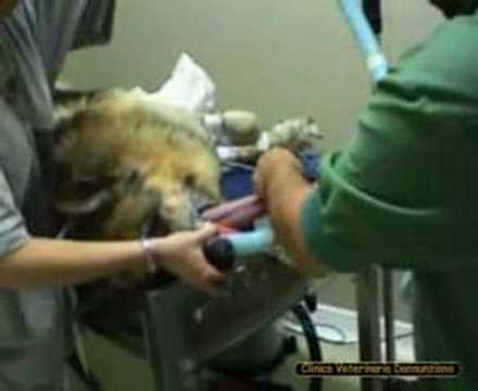 Video: Attività Ridotta Dello Stomaco Nei Cani