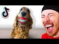 The FUNNIEST TikToks of This Week! (DOG WITH TEETH?)