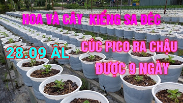 CÚC PICO RA CHẬU ĐƯỢC 8 NGÀY, XÔNG ĐÈN