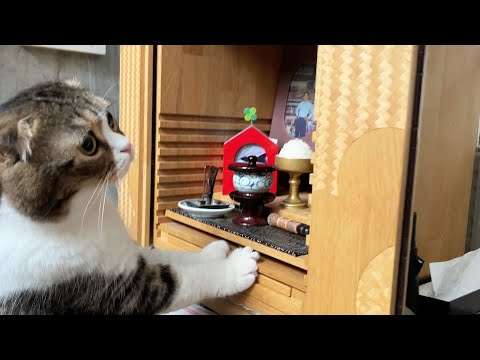 初めて仏壇を見つけた猫がまさかの行動をとって笑いましたw