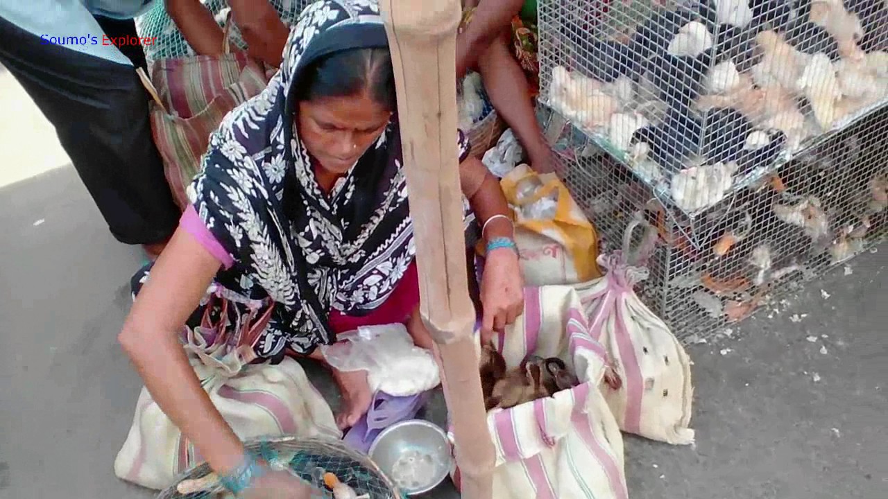 Lady Selling Cute Ducklings At Kolkata Galiff Street Pet Market