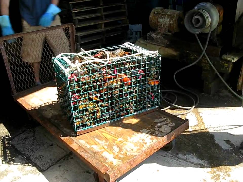 Capt. Joe and sons fresh lobsters thats whats up this summer...