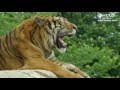群馬サファリパーク〜Gunma Safari Park の動画、YouTube動画。