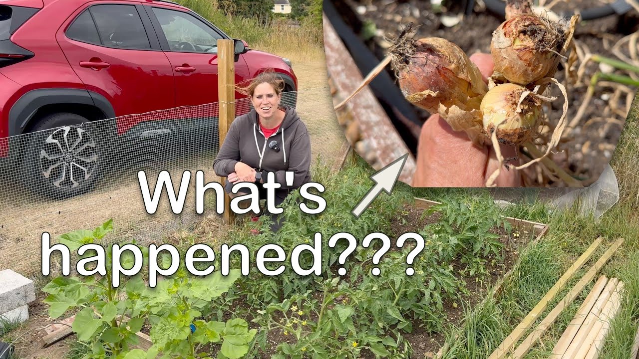 Tomato staking, sunflower planting and onion problems