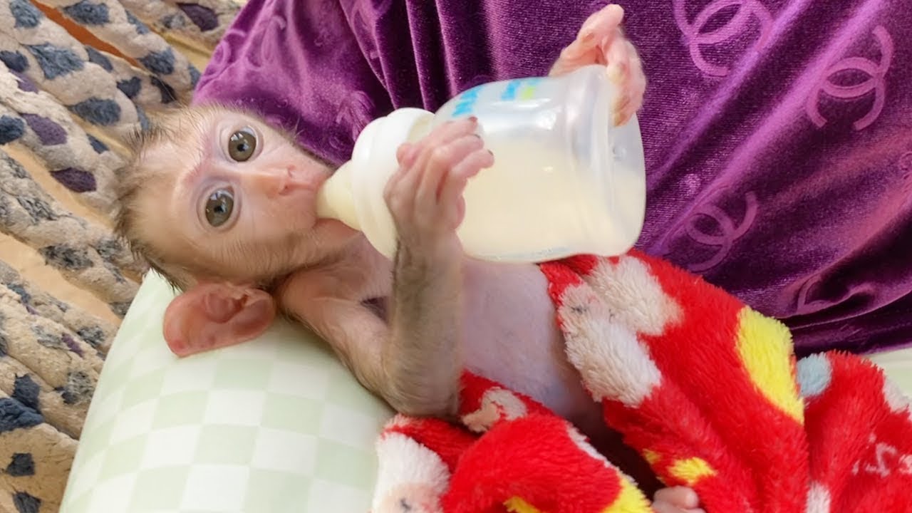 Baby DORN Drinking Very Warm Milk After Cool Clean Body In Morning