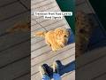 Transition from Food Lure | Puppy Training