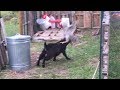 RAGNAR The Rooster vs Fights BO The Goat - Round 1, FIGHT