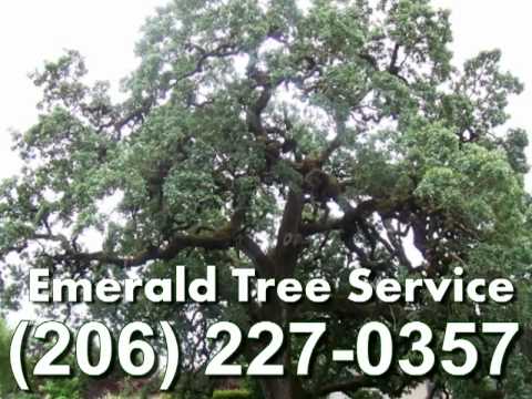 tree removal seattle stump removal emerald tree service seattle trimming stump grinding removal tree removal seattle stump removal emerald tree service seattle trimming stump grinding removal