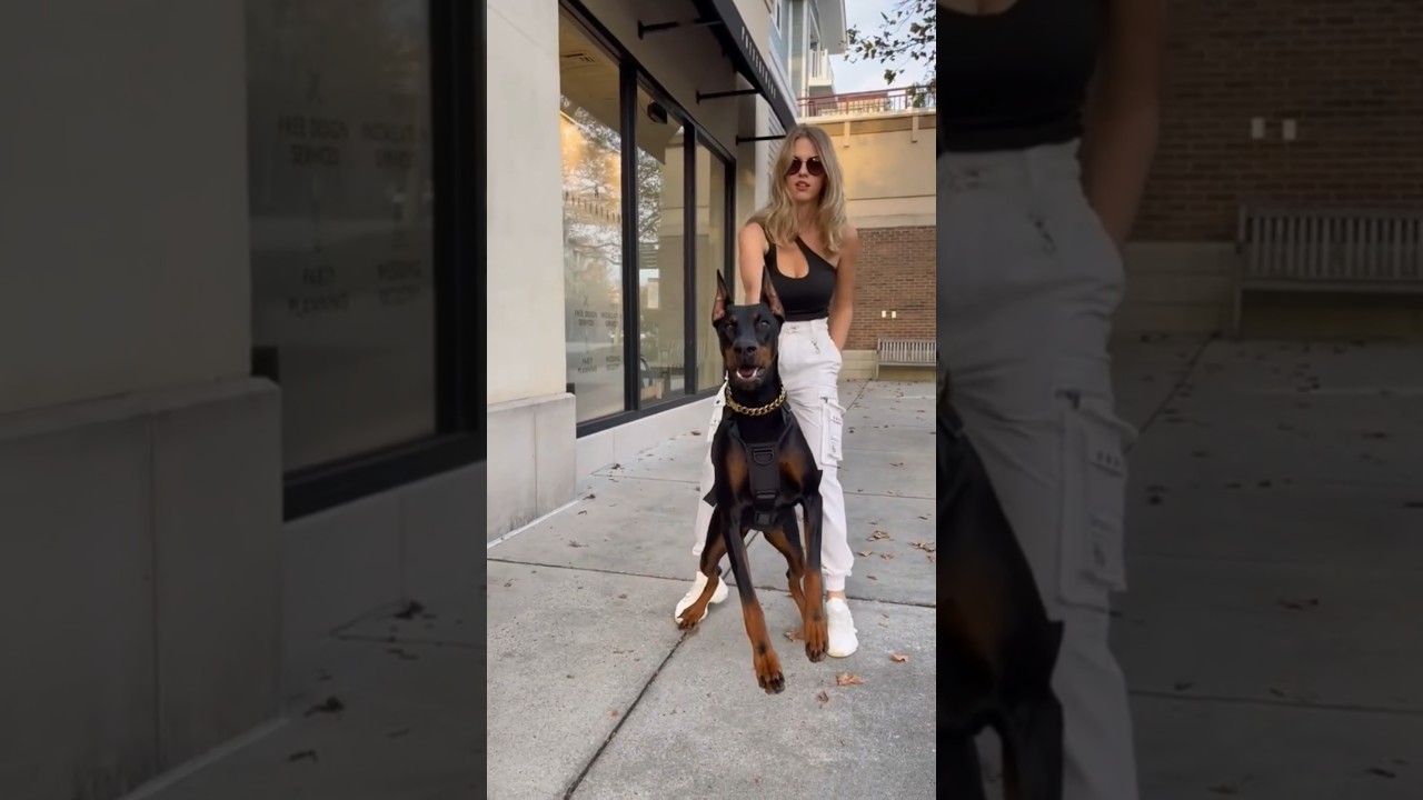 Top loyal dogs breed in world's 