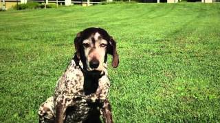 UC Davis School of Veterinary Medicine