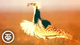 Красавчик Джек. О природе и животном мире пустыни Кызылкум (1989)