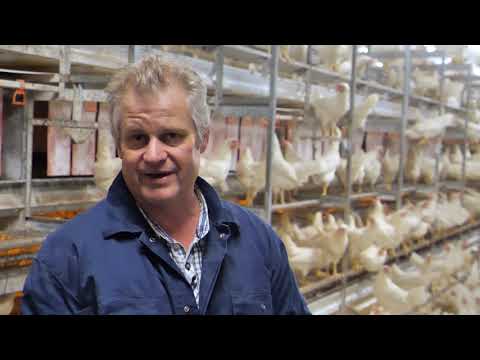 Video: Beoordeling Van Antimicrobieel Misbruik In Kleinschalige Kippenboerderijen In Vietnam Op Basis Van Een Observationele Studie