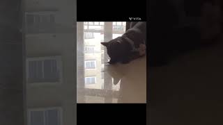 My cat with a spinner