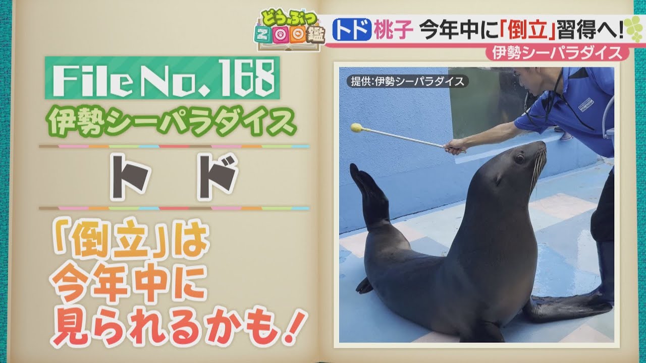 【ゼロ距離でトドのショー】伊勢シーパラダイスの妹トド” 新技”に挑戦中！【どうぶつZOO鑑】2023年8月25日放送