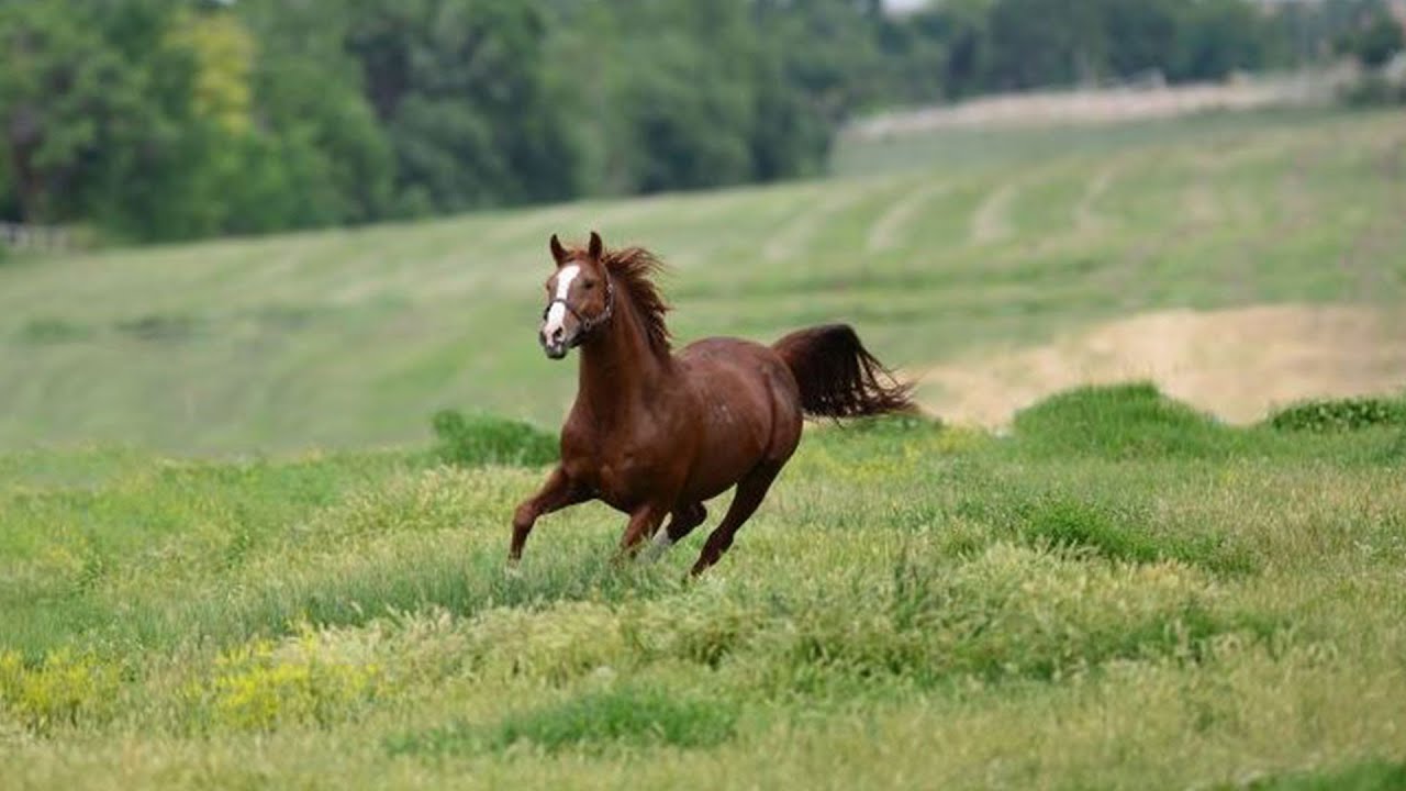 Yarış atı 'Özgünhan'ın yavrusuna rekor fiyat