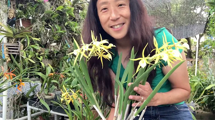 Awarded Bl. Memoria Bernice Foster Orchid