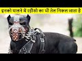 दुनिया के सबसे खतरनाक कुत्ते जिनपर सरकार ने बैन लगा रखा है | Most Illegal Dog Breeds | Banned Dogs