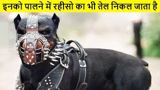 दुनिया के सबसे खतरनाक कुत्ते जिनपर सरकार ने बैन लगा रखा है | Most Illegal Dog Breeds | Banned Dogs