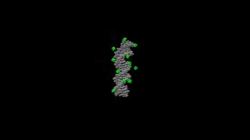 DNA with CoHex (MD simulation)