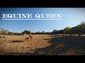 Equine queen