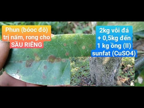 Video PHUN (BÓOC ĐÔ) TRỊ RONG TRỊ NẤM. - youtube