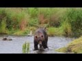 Kodiak Brown Bears Fishing for Pink Salmon near Larsen Bay, Alaska