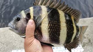 SHEEPSHEAD FISHING IN FLORIDA!! I caught a 12&quot; KEEPER !!