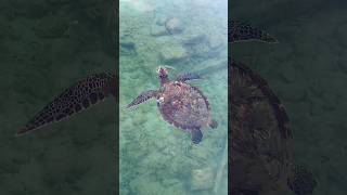View of a Sea-turtle gliding through crystal clear ocean water. #shorts #seaturtles #sealife