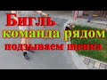 Бигль команда рядом подзыв щенка