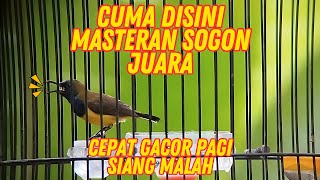 PANCINGAN SOGON EMOSI NAIK DAN NEMU SETINGAN MELATIH MENJADI MENTAL JUARA