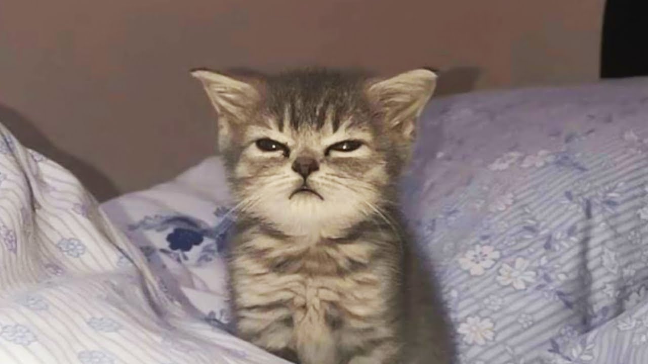 Top Funny Cat Videos 😂 Best Daily Compilation – Try Not To Laugh Part 1