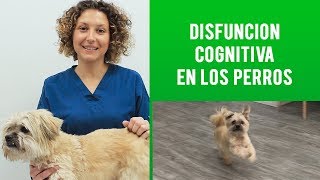 Disfuncion Cognitiva | Alzheimer En Perros