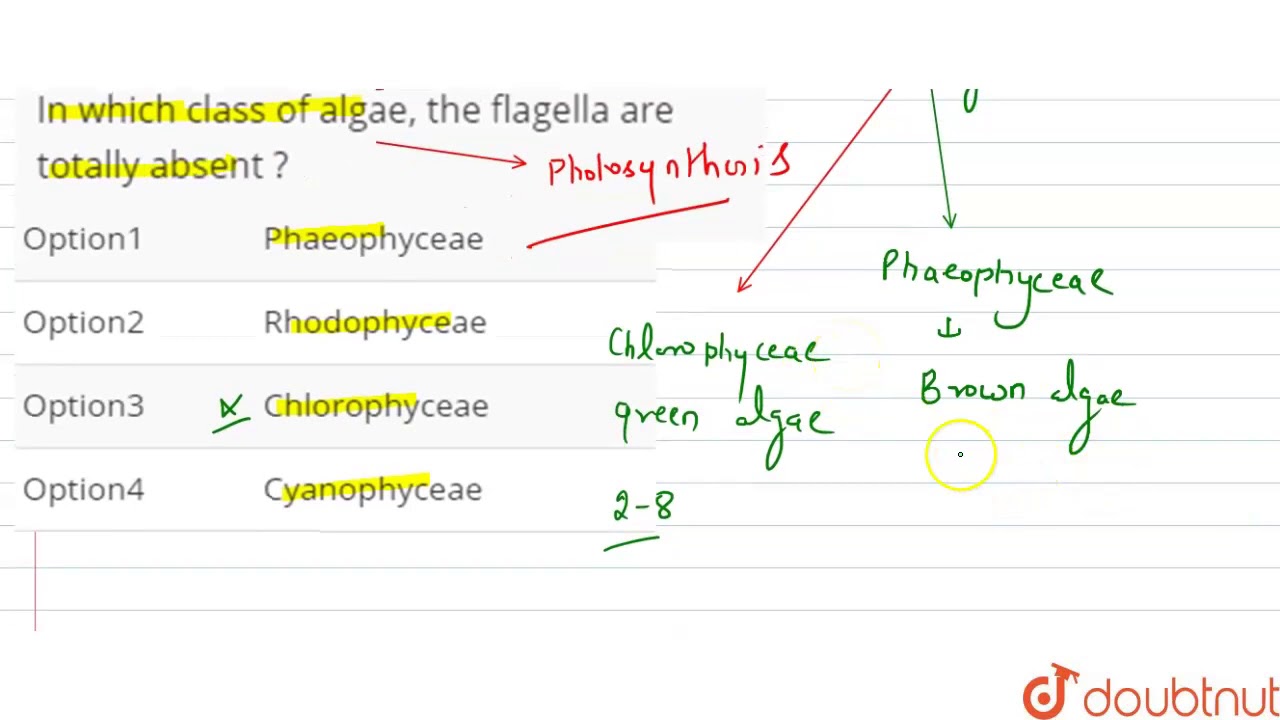 In which class of algae, the flagella are totally absent ? YouTube