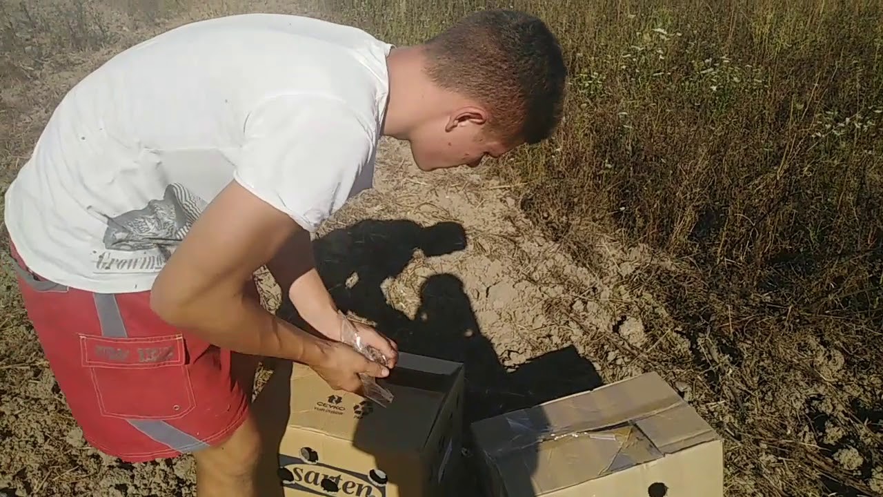 ANTRENAMENT (1) PUI 20 KM (PORUMBEI VOIAJORI)