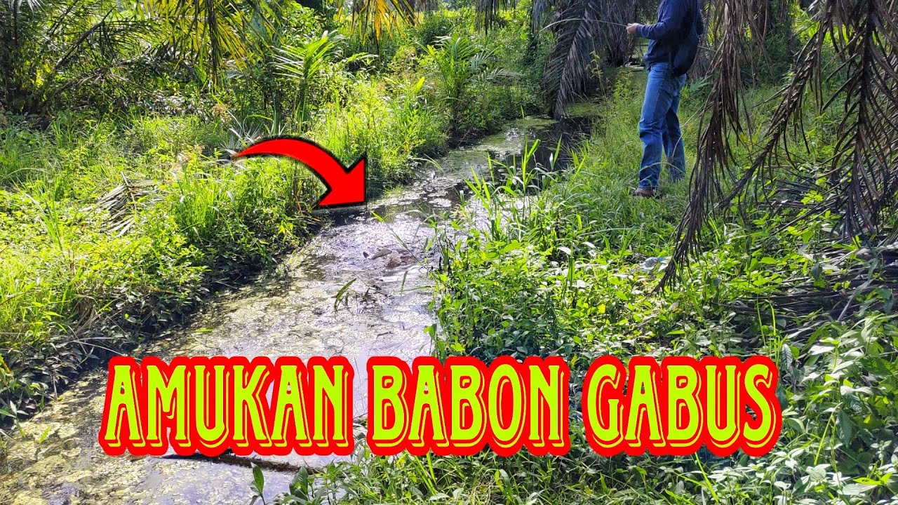 Amukan babon gabus di parit kecil perkebunan sawit