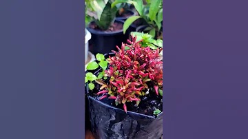 Never Let Soil Dry Out For Alternanthera 