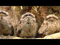 THE THREE WISE TAWNYS! | The Australian Reptile Park