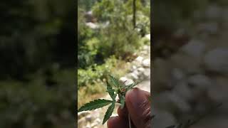 #Connection Super Deluxe