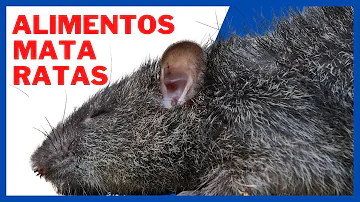 ¿Qué es tóxico para las ratas?