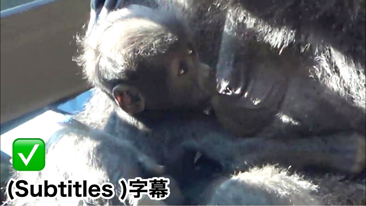 Грудь мамы Генки... Малыш-горилла слишком энергичный. 89 дней от роду. Семья Момотаро